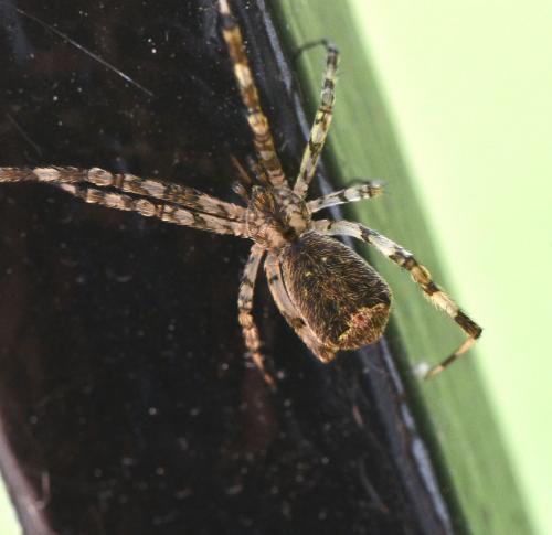 Episinus maculipes